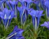 Show product details for Gentiana Silken Giant